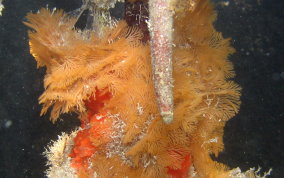 Tan Fan Bryozoan - Class Gymnolaemata 