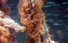 Tan Fan Bryozoans