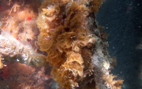 Tan Fan Bryozoan - Class Gymnolaemata 