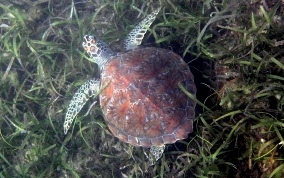 Green Sea Turtle - Chelonia mydas 