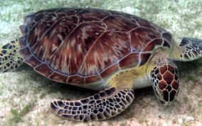 Green Sea Turtle - Chelonia mydas 