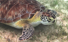 Green Sea Turtle - Chelonia mydas 