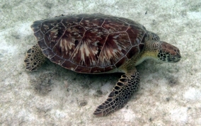 Green Sea Turtle - Chelonia mydas 