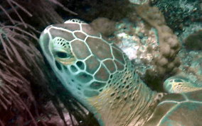 Green Sea Turtle - Chelonia mydas