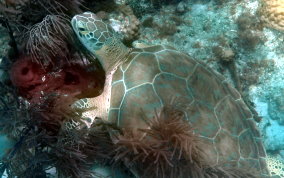 Green Sea Turtle - Chelonia mydas