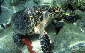 Hawksbill Turtle - Eretmochelys imbriocata
