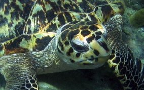 Hawksbill Turtle - Eretmochelys imbriocata
