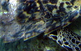 Hawksbill Turtle - Eretmochelys imbriocata
