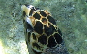 Hawksbill Turtle - Eretmochelys imbriocata
