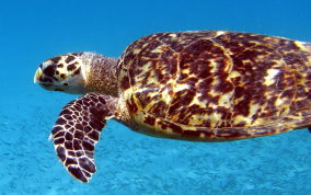 Hawksbill Turtle - Eretmochelys imbriocata
