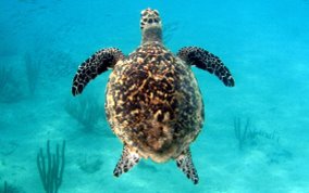 Hawksbill Turtle - Eretmochelys imbriocata
