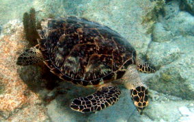 Hawksbill Turtle - Eretmochelys imbriocata
