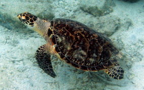 Hawksbill Turtle - Eretmochelys imbriocata
