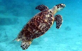 Hawksbill Turtle