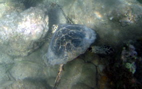 Hawksbill Turtle - Eretmochelys imbriocata
