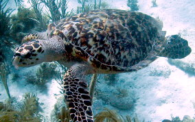 Hawksbill Turtle - Eretmochelys imbriocata
