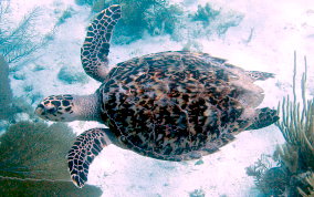 Hawksbill Turtle - Eretmochelys imbriocata
