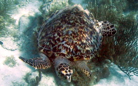 Hawksbill Turtle - Eretmochelys imbriocata
