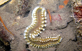 Bearded Fireworm - Hermodice carunculata 