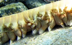 Bearded Fireworm - Hermodice carunculata 