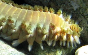 Bearded Fireworm - Hermodice carunculata 