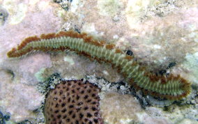 Bearded Fireworm - Hermodice carunculata 