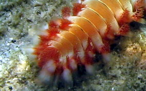 Bearded Fireworm - Hermodice carunculata 