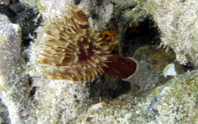 Black-Spotted Feather Duster Worm - Branchiomma nigromaculata