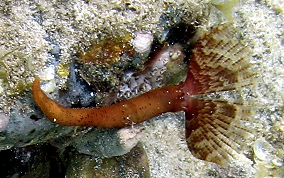 Black-Spotted Feather Duster Worm - Branchiomma nigromaculataBlack-Spotted Tube Worm - Branchiomma nigromaculata