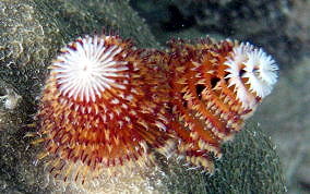 Christmas Tree Worm - Spirobranchus giganteus