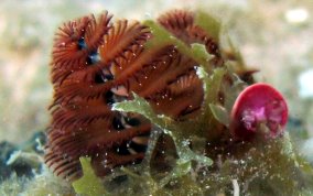 Christmas Tree Worm - Spirobranchus giganteus