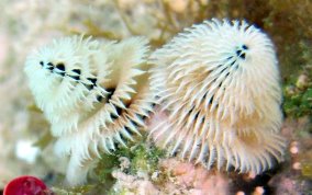 Christmas Tree Worm - Spirobranchus giganteus