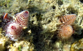 Christmas Tree Worm - Spirobranchus giganteus