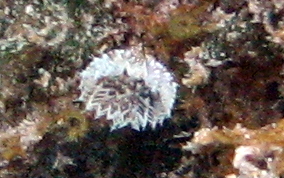 Cut Glass Tube Worm