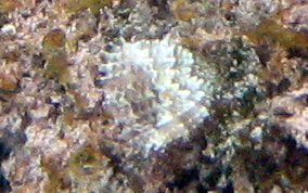 Cut Glass Tube Worm