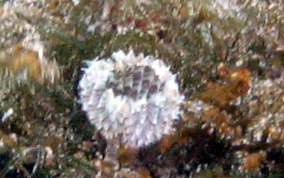 Cut Glass Tube Worm