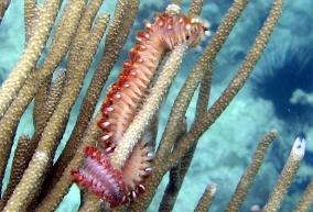 Bearded Fireworm