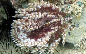 Magnificent Feather Duster Worm - Sabellastarte magnifica