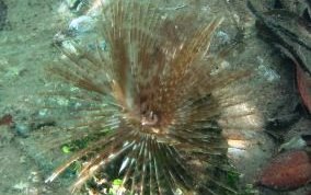 Magnificent Feather Duster Worm - Sabellastarte magnifica