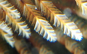 Magnificent Feather Duster Worm - Sabellastarte magnifica