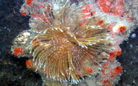 Magnificent Feather Duster Worm - Sabellastarte magnifica