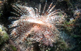 Magnificent Feather Duster Worm