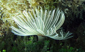 Magnificent Feather Duster Worm - Sabellastarte magnifica