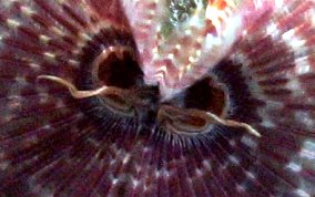 Magnificent Feather Duster Worm - Sabellastarte magnifica