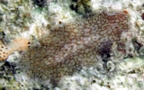 Netted Flatworm