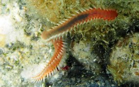 Orange Fire Worm - Eurythoe complanata