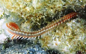 Orange Fire Worm - Eurythoe complanata