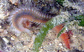 Orange Fire Worm - Eurythoe complanata