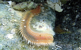 Orange Fire Worm - Eurythoe complanata