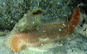 Orange Fire Worm - Eurythoe complanata